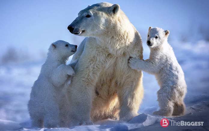 Белый медведь