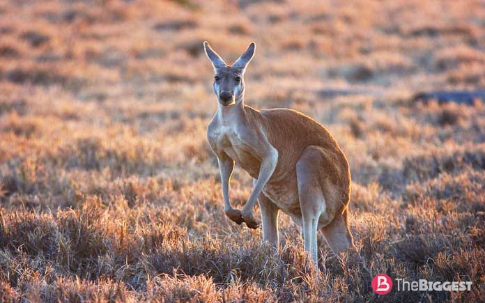 Большой рыжий кенгуру