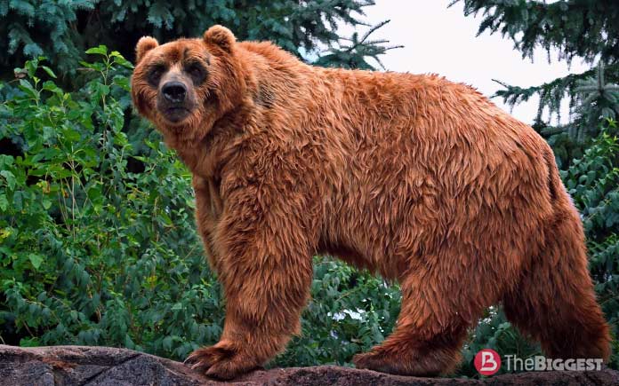 Медведь Кадьяк