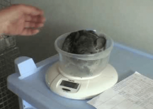 Взвешивание зверька Взвешивание зверька