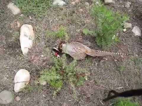 Фазан, пойманный петлей