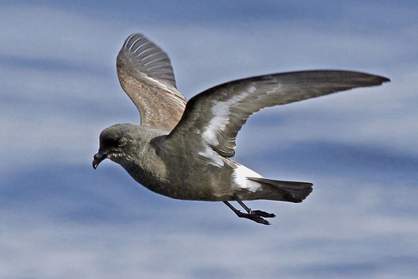 Качурка Качурка