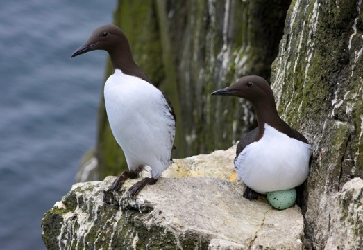 Кайры Кайры