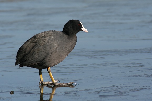 Лысуха Лысуха