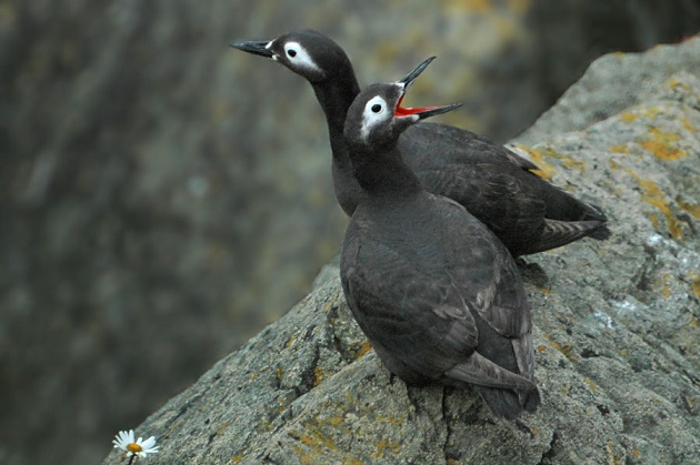 Очаковые чистики Очаковые чистики