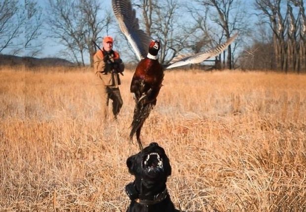 Охота с ружьем и собакой