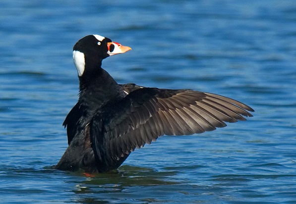 Турпан Турпан