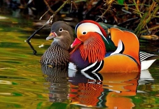 Утки-мандаринки Утки-мандаринки