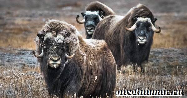 Животные-Северной-Америки-Названия-описания-и-фото-животных-Северной-Америки-13