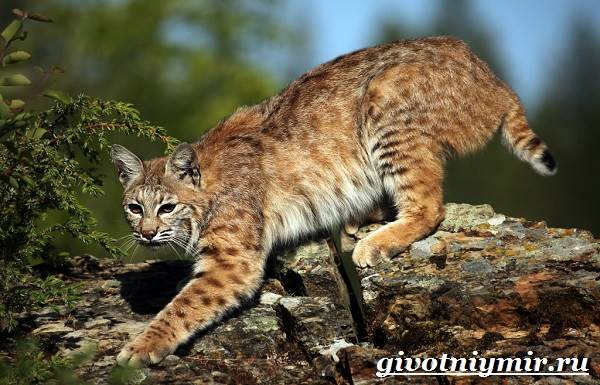Животные-Северной-Америки-Названия-описания-и-фото-животных-Северной-Америки-4
