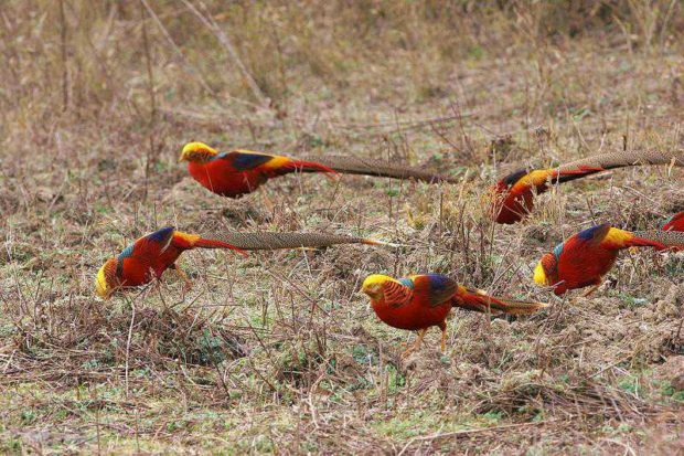 На золотых фазанов охотиться не надо