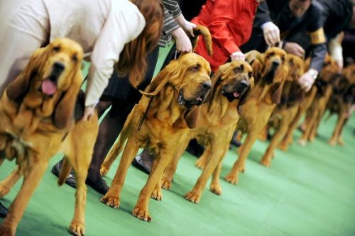 нулевая родословная для собаки