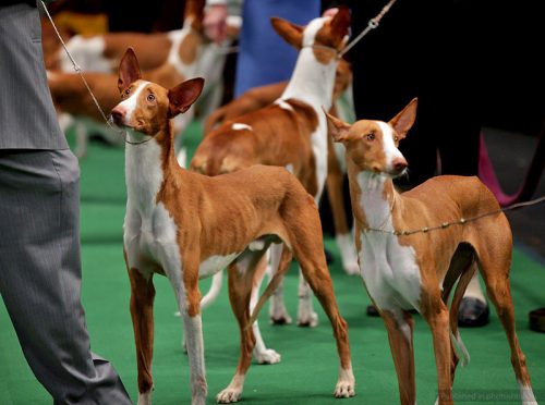 документы для создания родословной собаки