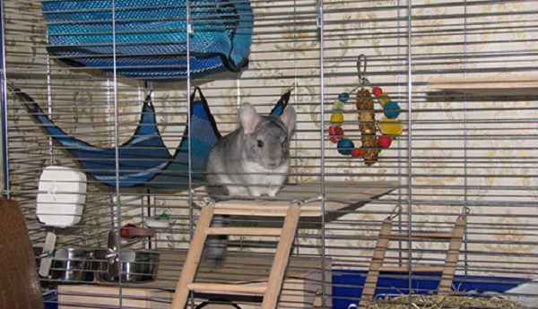 Шиншилла внутри обустроенной клетки