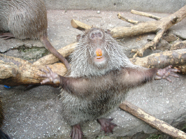 Нутрии - не агрессивные животные