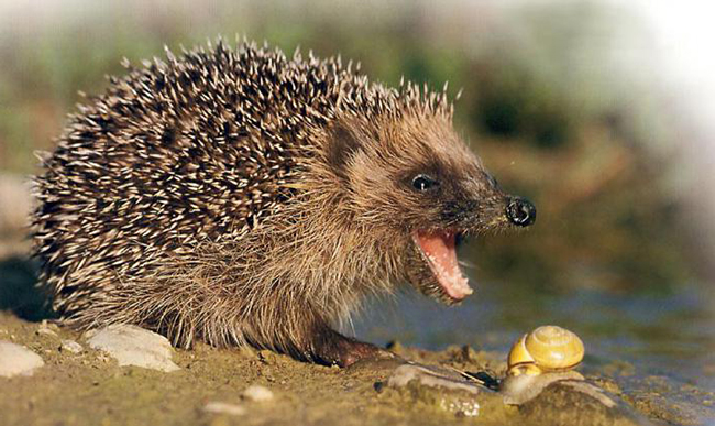 Охота ежа