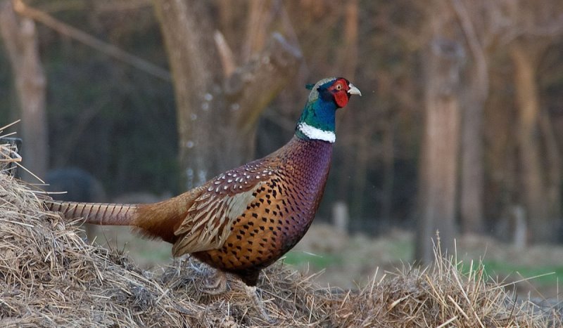 Как можно поймать фазана