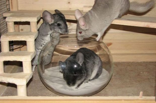 Купалка для шиншилл - обязательна