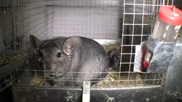 Поилка с водой должна быть постоянно