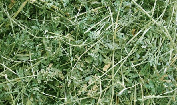 Сено клевера полезно для зверьков