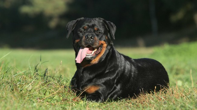 Ротвейлер фото