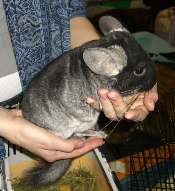 Шиншиллу надо приучать к рукам