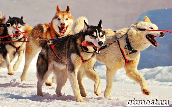 Животные-тундры-11