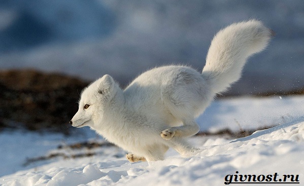 Животные-тундры-5