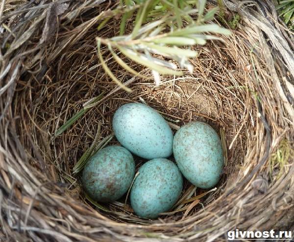 Дрозд-птица-Образ-жизни-и-среда-обитания-дрозда-12