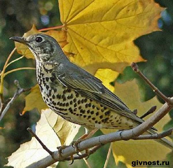 Дрозд-птица-Образ-жизни-и-среда-обитания-дрозда-15