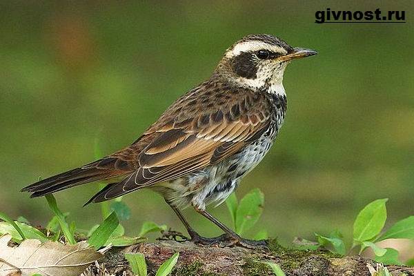 Дрозд-птица-Образ-жизни-и-среда-обитания-дрозда-2