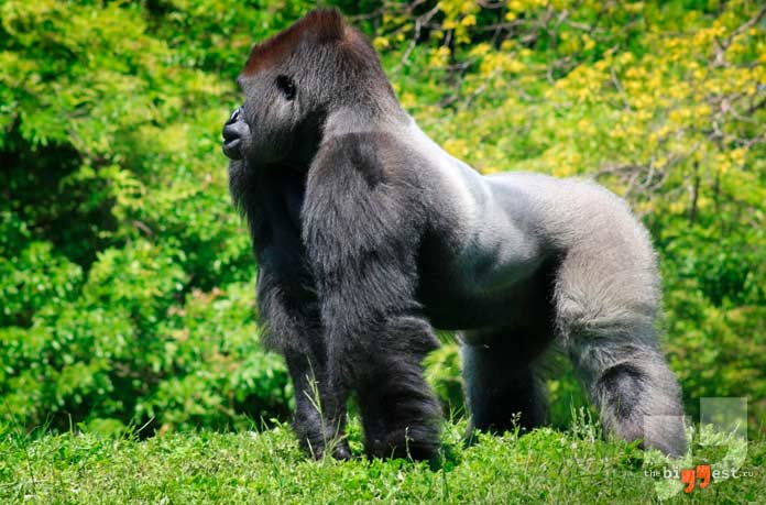 Самые крупные млекопитающие: Восточная горилла. CC0