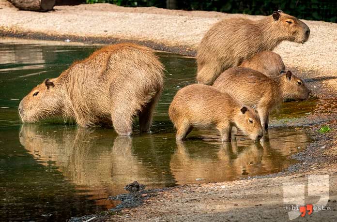 Самые крупные млекопитающие: Капибара. CC0