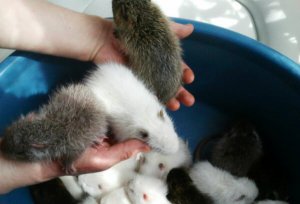 Новорожденное потомство