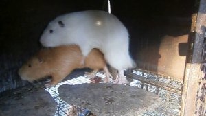 Спаривание нутрий