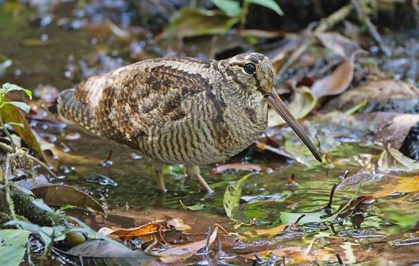 Перелетные-птицы-Названия-описания-и-особенности-перелетных-птиц-12