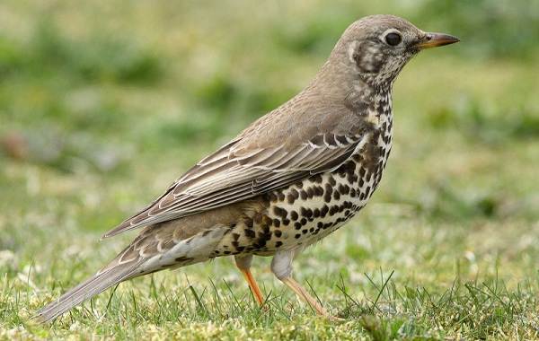 Перелетные-птицы-Названия-описания-и-особенности-перелетных-птиц-18