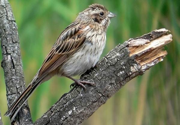 Перелетные-птицы-Названия-описания-и-особенности-перелетных-птиц-3