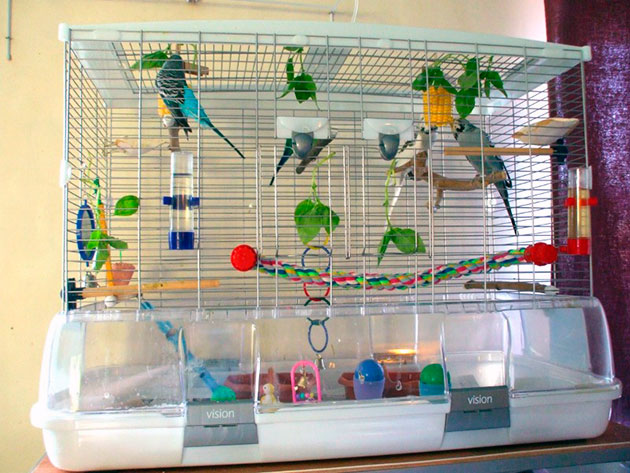 Клетка для попугаев должна не стеснять движения питомца, иначе это чревато проблемами со здоровьем Клетка для попугаев должна не стеснять движения питомца, иначе это чревато проблемами со здоровьем