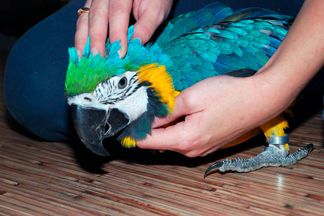 Попугаи достаточно чистоплотны, а вот за клеткой нужно будет следить и регулярно чистить Попугаи достаточно чистоплотны, а вот за клеткой нужно будет следить и регулярно чистить