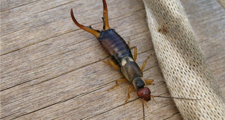 Профилактика появления