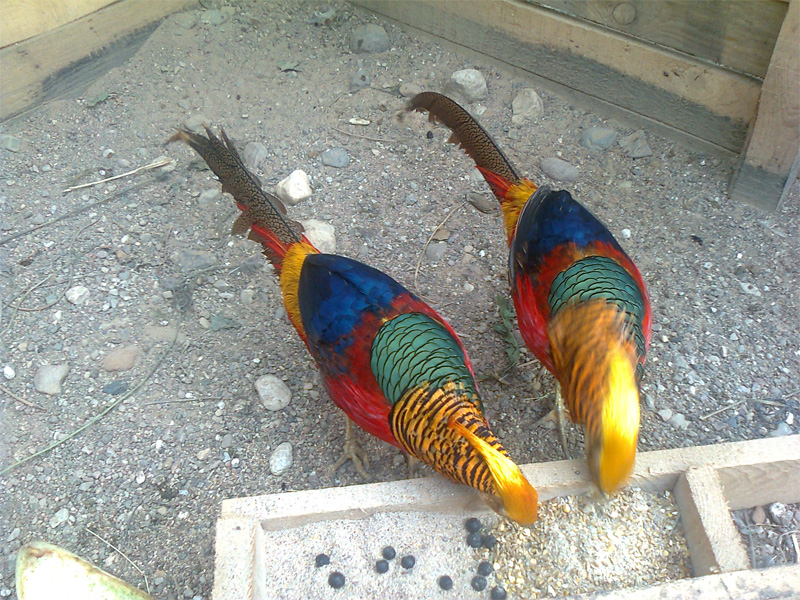 Породы фазанов с фото и описанием декоративные