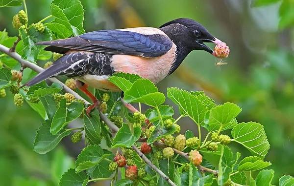 Птица-скворец-Образ-жизни-и-среда-обитания-скворца-12