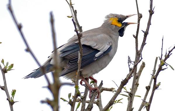 Птица-скворец-Образ-жизни-и-среда-обитания-скворца-13