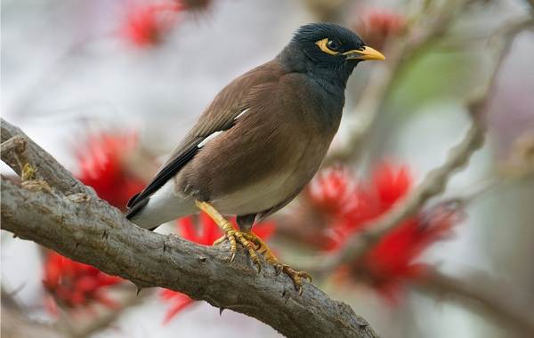 Птица-скворец-Образ-жизни-и-среда-обитания-скворца-14