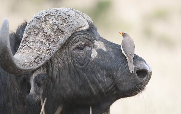 Птица-скворец-Образ-жизни-и-среда-обитания-скворца-15