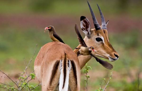 Птица-скворец-Образ-жизни-и-среда-обитания-скворца-16