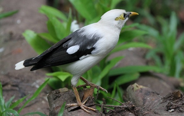 Птица-скворец-Образ-жизни-и-среда-обитания-скворца-17