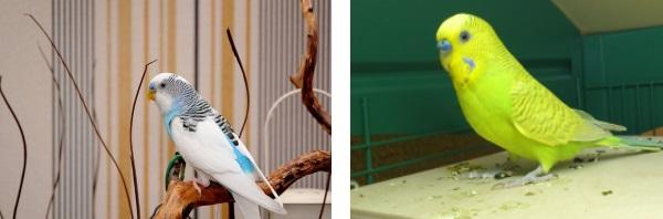 Волнистый попугай