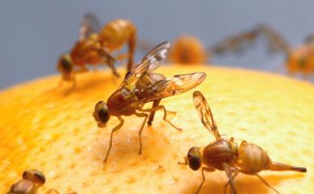 Как избавиться от мошек в квартире на кухне и доме